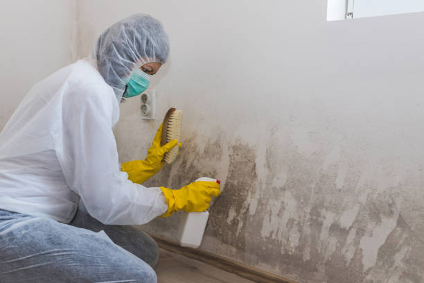 Best Mold Documentation for Insurance Claims in USA